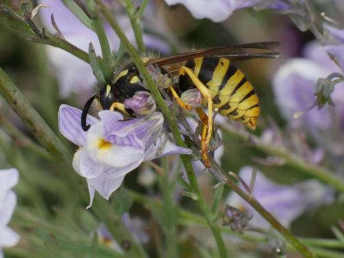 Dolichovespula sp.