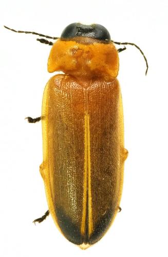 Réf. 195 170 : Pteroptyx tener
