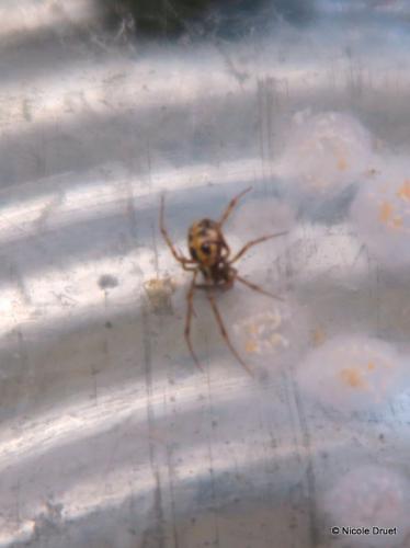 Steatoda triangulosa