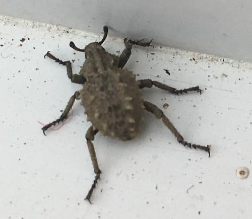 Brachycerus muricatus