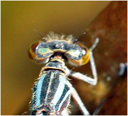 Enallagma cyathigerum
