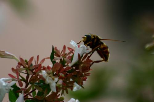 Milesia crabroniformis