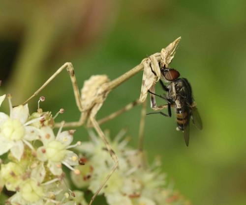 Réf. 195 621 : Empusa pennata