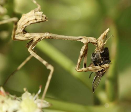 Réf. 195 622 : Empusa pennata