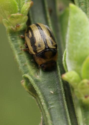Gonioctena olivacea