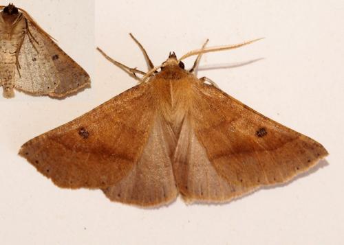 Crocallis dardoinaria