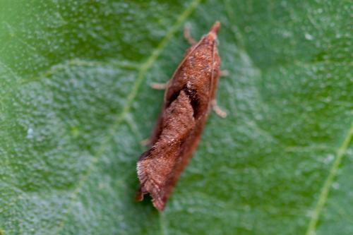 Epinotia solandriana