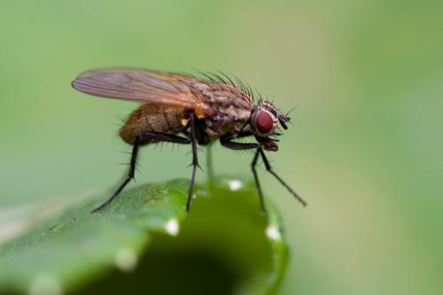 Hydrophoria lancifer