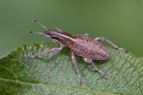 Réf. 195 001 : Charagmus gressorius