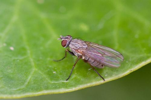 Réf. 195 064 : Coenosia tigrina