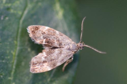 Anthophila fabriciana