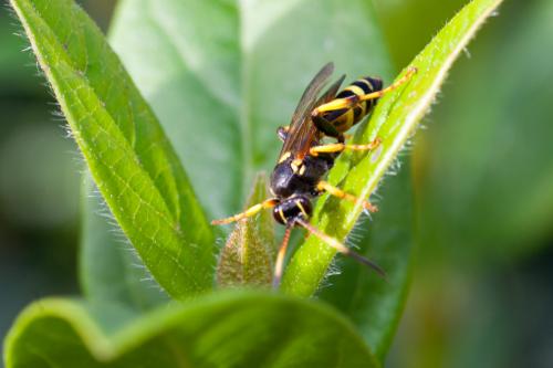 Réf. 195 423 : Ichneumon xanthorius