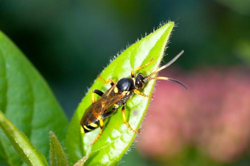 Réf. 195 422 : Ichneumon xanthorius