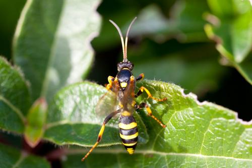 Réf. 195 421 : Ichneumon xanthorius