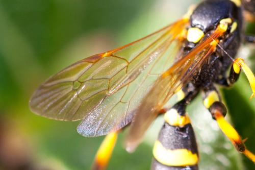 Ichneumon xanthorius