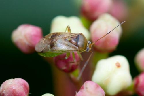 Réf. 195 560 : Pinalitus cervinus