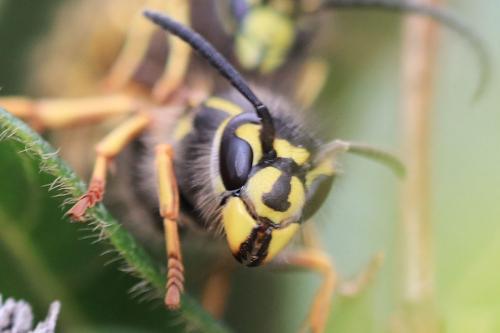 Réf. 195 942 : Vespula vulgaris