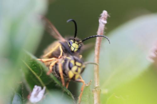 Réf. 195 863 : Vespula vulgaris