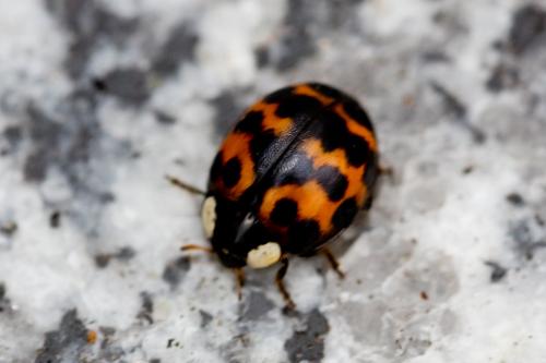 Harmonia axyridis