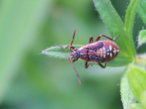 Liorhyssus hyalinus