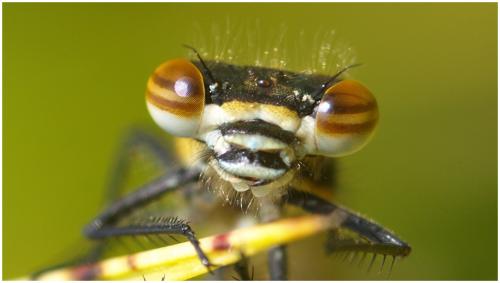 Pyrrhosoma nymphula