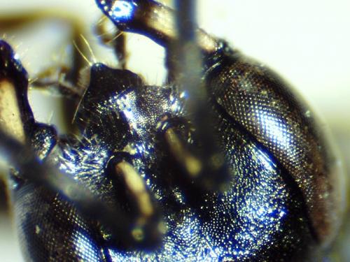 Réf. 195 781 : Passaloecus gracilis