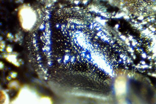 Passaloecus gracilis