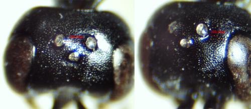 Réf. 195 782 : Passaloecus gracilis
