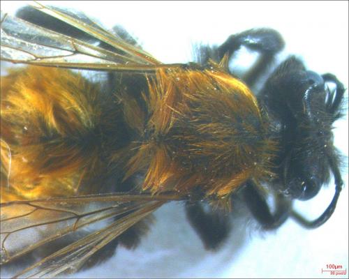 Andrena fulva