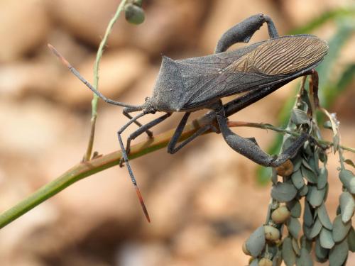 Réf. 195 355 : Anoplocnemis curvipes