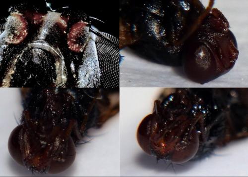 Ceroxys hortulana