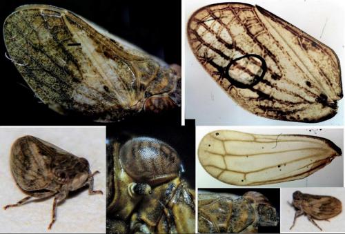 Latilica maculipes