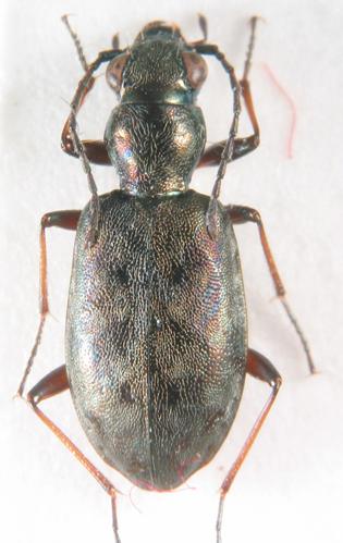 Réf. 195 483 : Asaphidion nebulosum