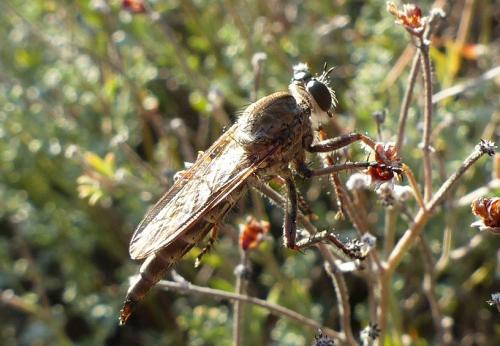 Machimus sp.