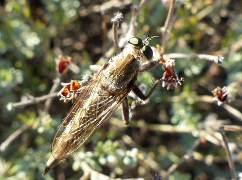 Machimus sp.