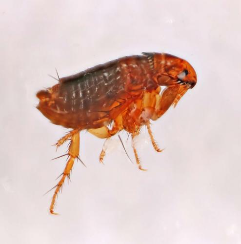 Ctenocephalides felis