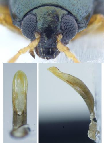 Réf. 195 363 : Psylliodes napi