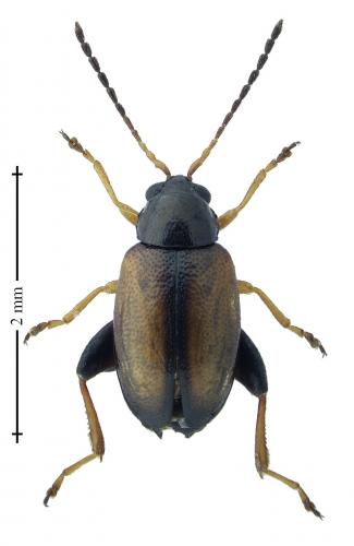 Longitarsus nasturtii