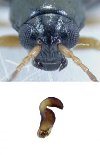 Réf. 195 347 : Longitarsus nasturtii