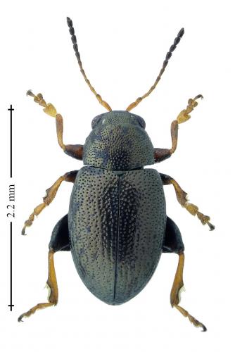 Réf. 195 137 : Chaetocnema hortensis