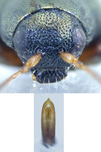 Réf. 195 138 : Chaetocnema hortensis