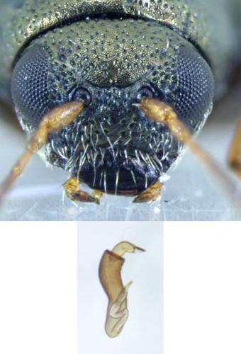 Réf. 195 140 : Chaetocnema hortensis