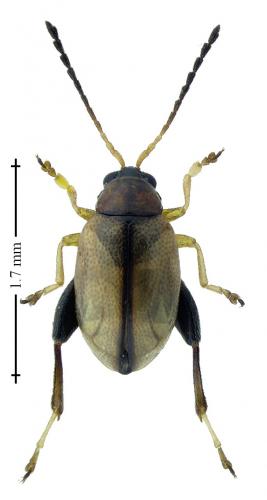 Réf. 195 872 : Longitarsus kutscherai