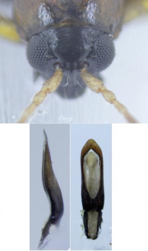 Réf. 195 873 : Longitarsus kutscherai