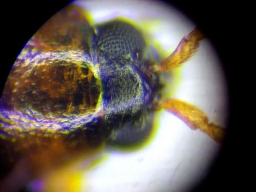 Réf. 195 973 : Longitarsus kutscherai