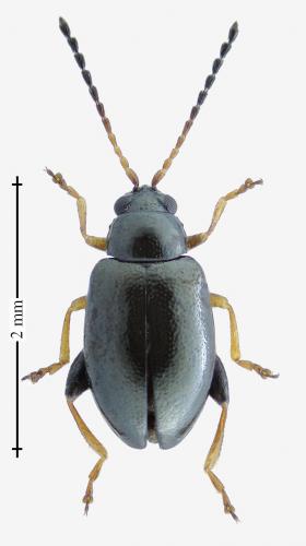 Réf. 195 990 : Aphthona euphorbiae