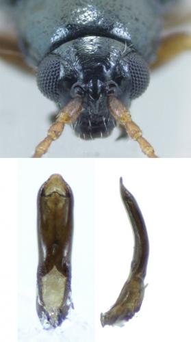 Réf. 195 992 : Aphthona euphorbiae