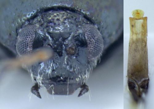 Réf. 195 532 : Phyllotreta nemorum