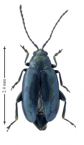 Réf. 195 664 : Phyllotreta nigripes