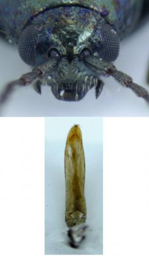 Réf. 195 665 : Phyllotreta nigripes